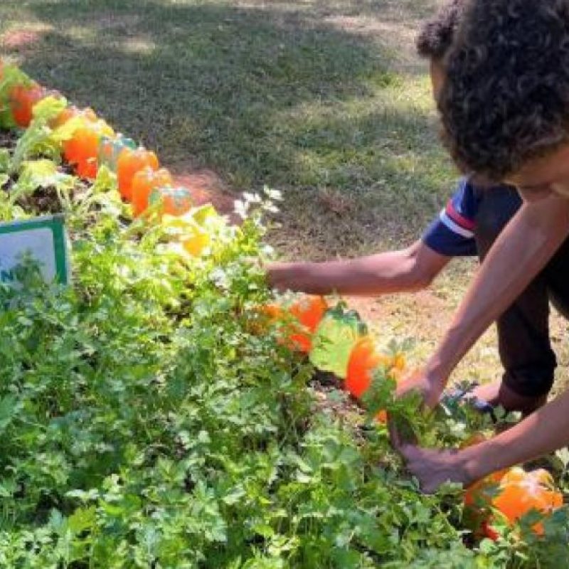 Agro na Escola une educação e prática no campo em Belo Oriente